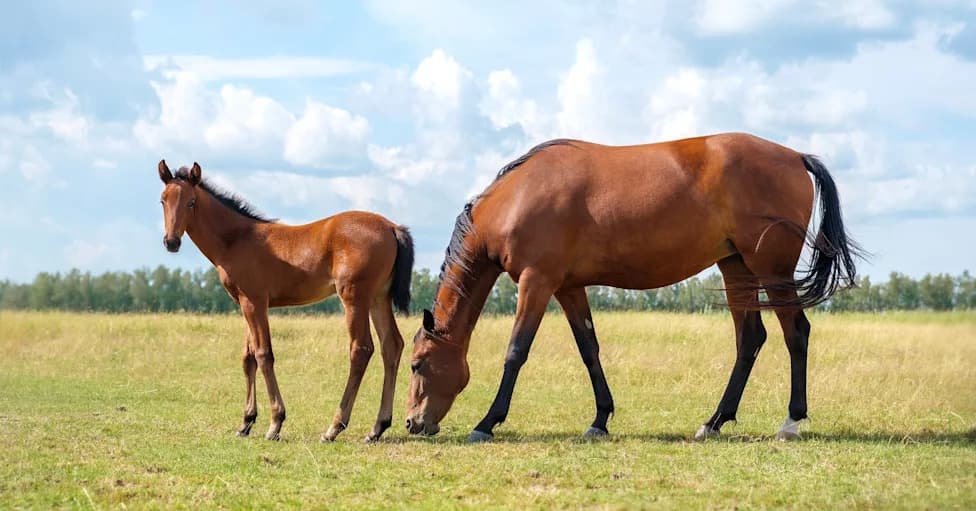 First U.S. Equine Case Of New World Screwworm This Century Confirmed In West Texas