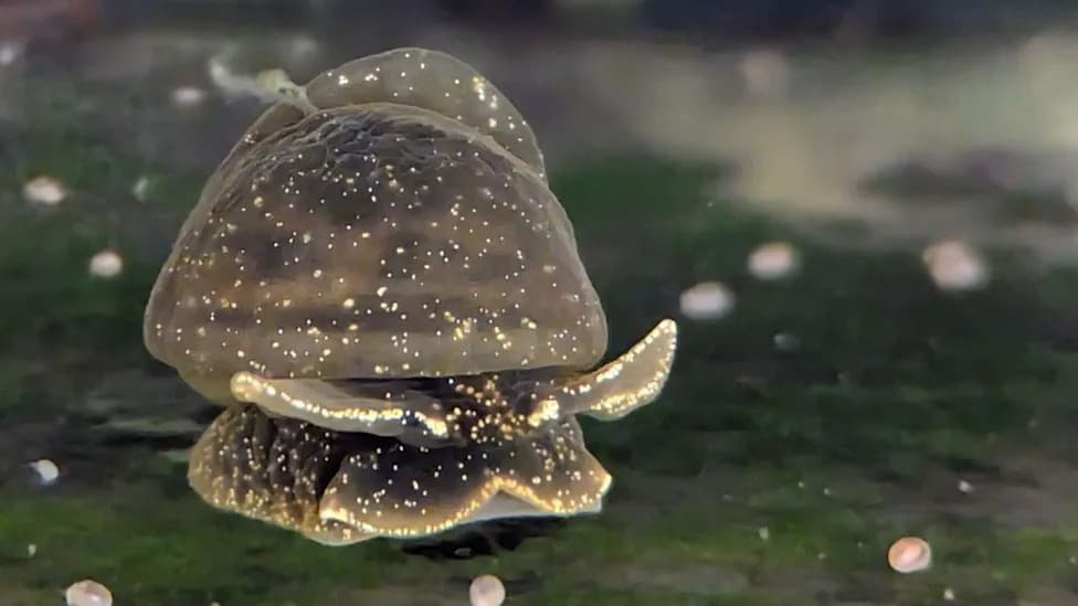 Saving Britain’s Tiny Glutinous Snail: Family-Led Breeding Spurs Ark Populations