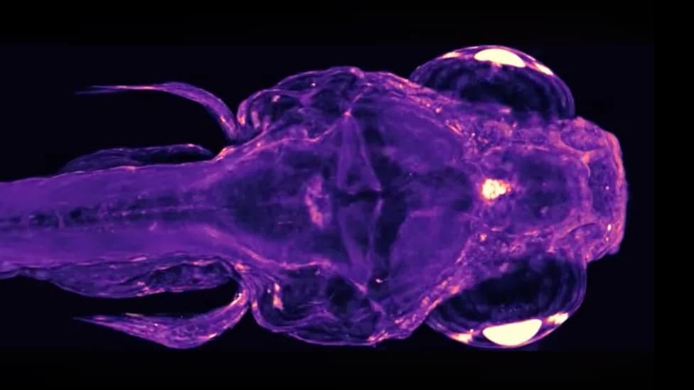 For The First Time, Scientists Watch Cells Send Signals Across an Entire Living Body