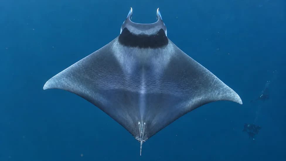 Rare Spinetail Devil Rays Spotted Off San Diego as Pacific Waters Warm