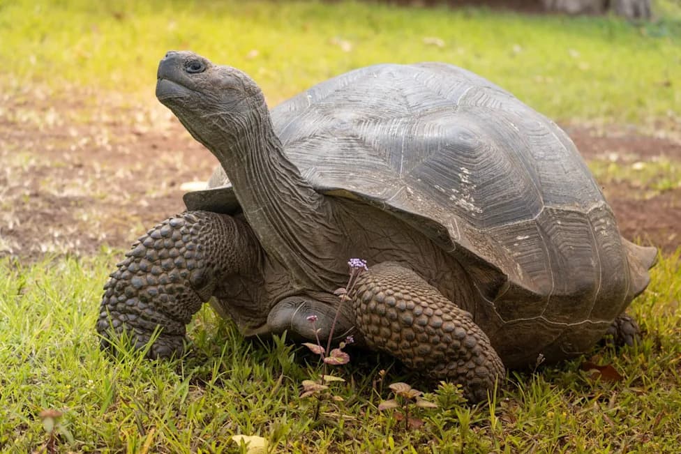 Tiny Museum DNA Restores Two Lost Galápagos Tortoise Lineages