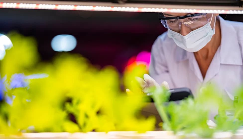 Meat Protein Grown in Lettuce Could Bring Animal-Free Burgers Closer