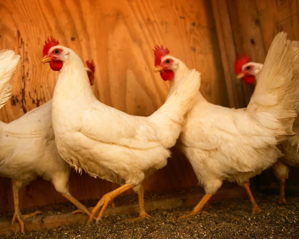 How Chickens Help Detect Early West Nile Outbreaks — Delaware's Sentinel Program Leads the Way