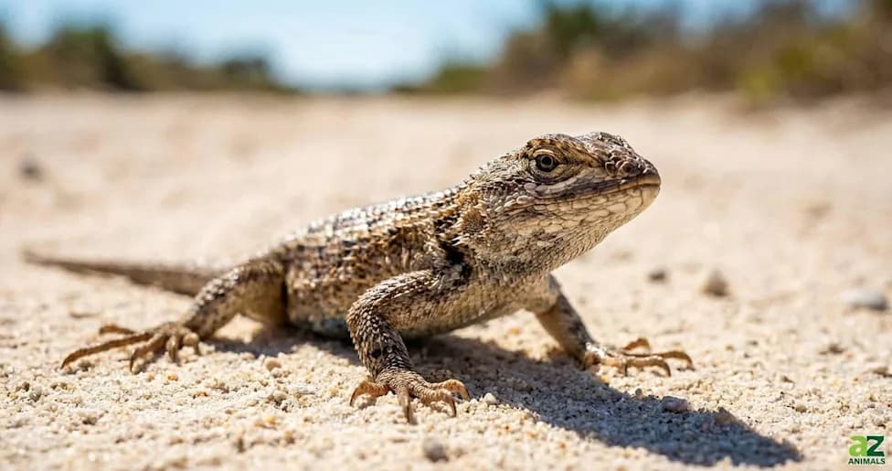 Smuggler Caught With About 200 Live Lizards Hidden in 22 Socks at Haneda Airport