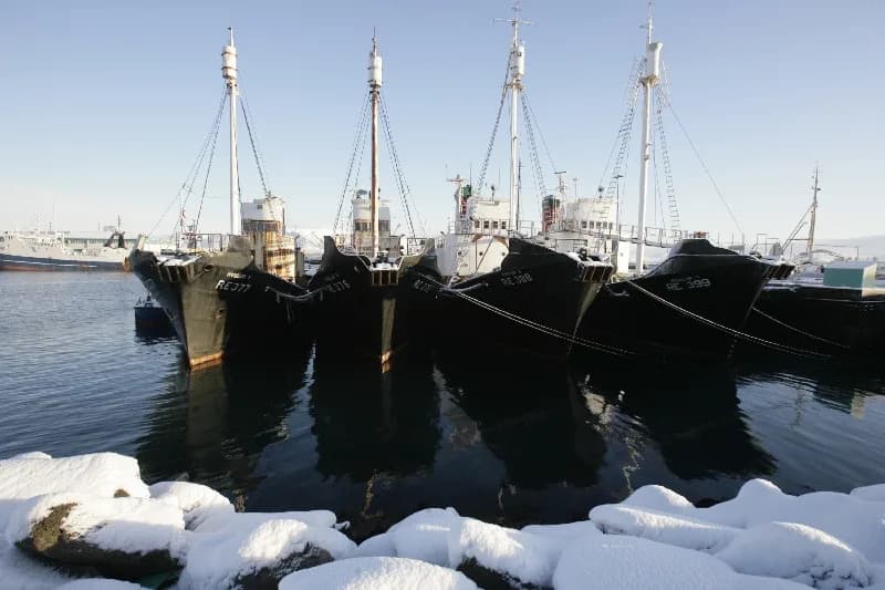 Iceland Eyes Possible Ban on Commercial Whaling — Norway and Japan Could Be Left Alone