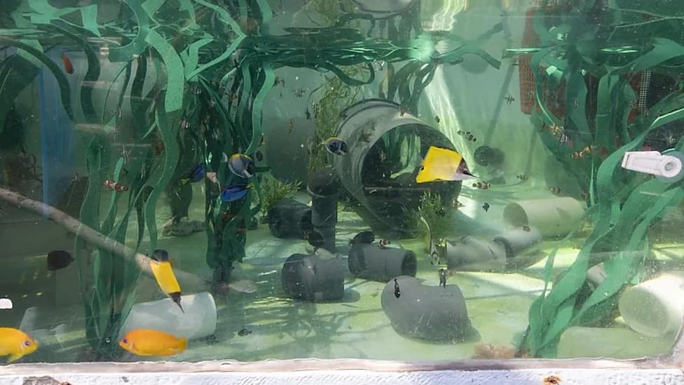Nearly 500 Trafficked Marine Animals Flood Long Beach Aquarium — Staff Work Overnight to Triage and Quarantine