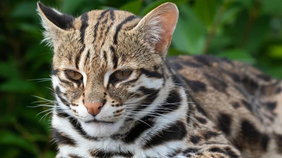 Short Tails in Critically Endangered Tsushima Leopard Cats Raise Alarm — Genome Study Finds No Recent Domestic Hybridization