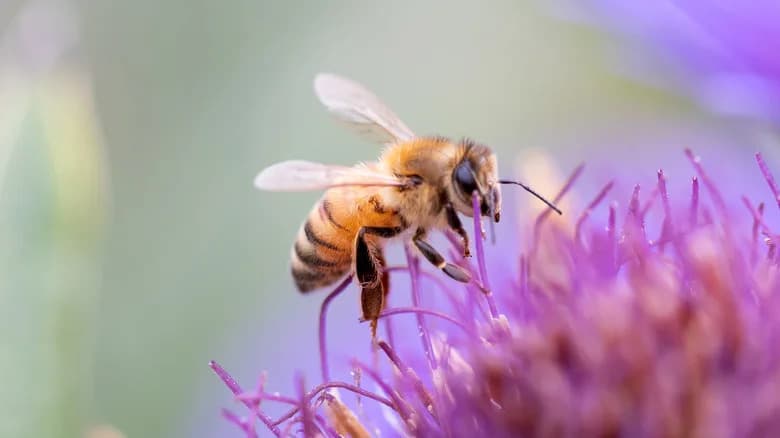 Solar Farms in Southern France Dramatically Reduce Bee and Butterfly Visits, Study Finds