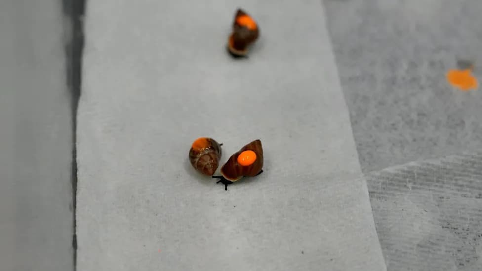 500 Partula Snails Mailed to Tahiti in a Global Push to Restore Wild Populations