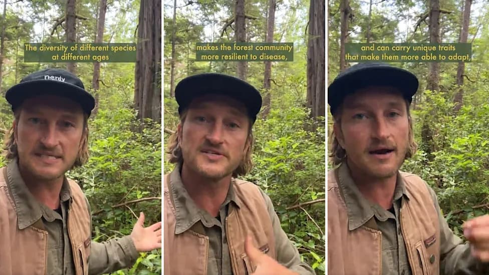 Old Growth vs. Replanted Forests: Why Mature Forests Do the Heavy Lifting