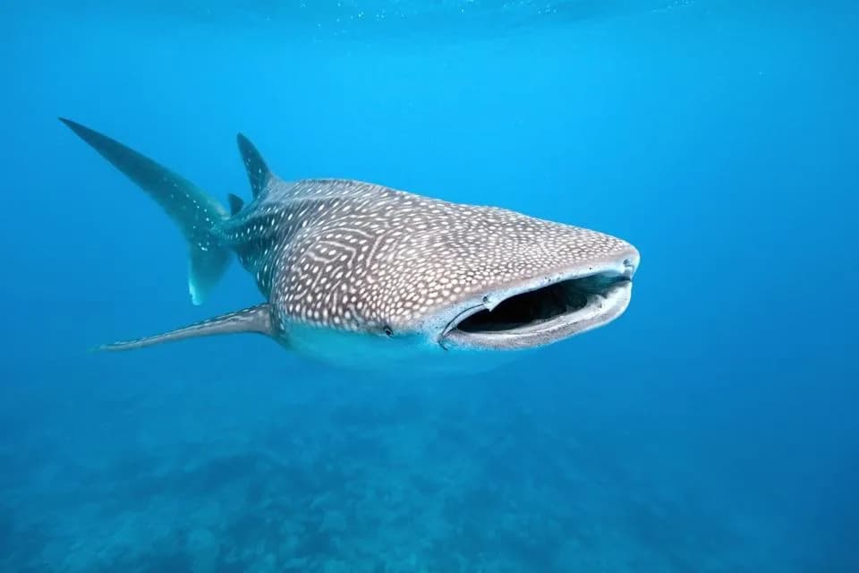 Milo the Whale Shark Sets Record After Traveling 34,000+ Miles Over Nearly a Decade