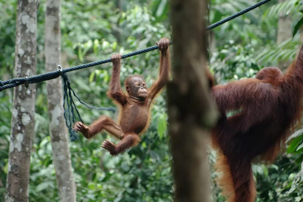 Indiana‑Led Breeding Program Spurs Eight Orangutan Births at U.S. Zoos — A Boost for Conservation