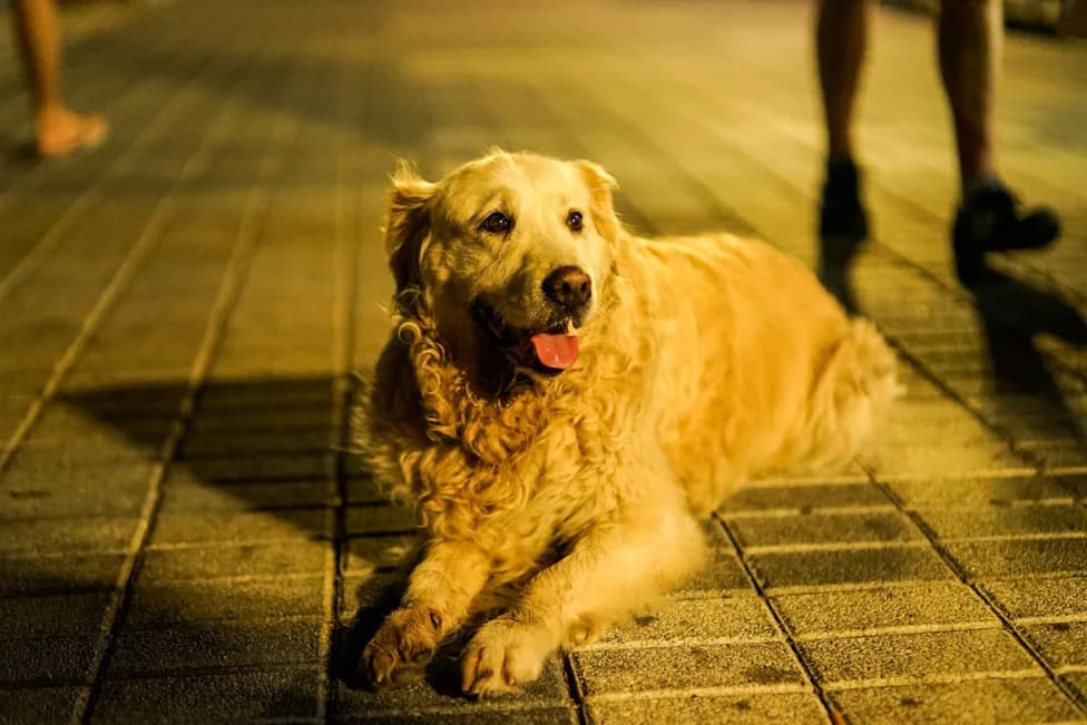 Abandoned Labrador Leads Police To Owner Hiding In Loft After E‑Scooter Getaway