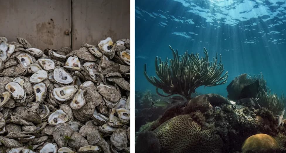 Florida’s Half-Million Shells Rebuilt Gulf Reefs — The Surprising Results