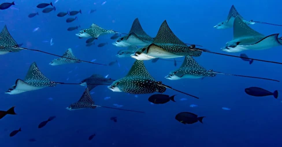 Why 100–150 Endangered Eagle Rays Gathered Beneath a Malta Tuna Farm