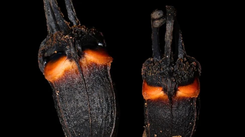 Scientists Describe a Real-Life “Devil Flower” in Thailand That Survives Without Sunlight