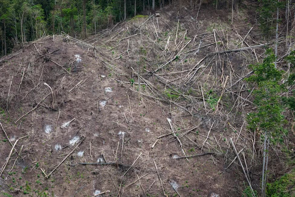 Japan’s Surge in Biomass Imports Fuels New Wave of Deforestation in Indonesia