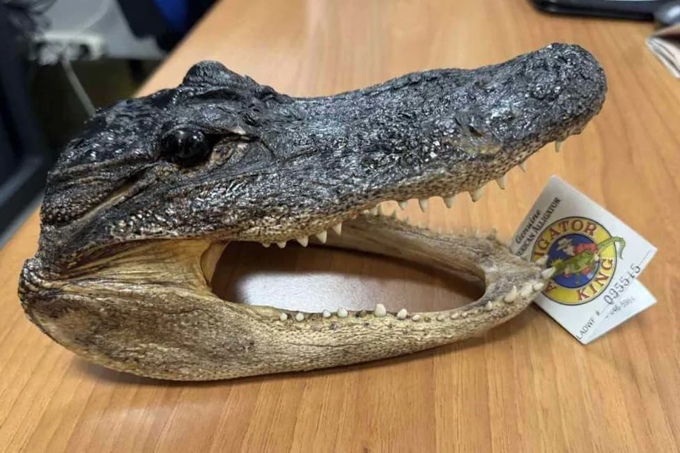 Crocodile Head Seized in Suitcase at Turin Airport — Passenger Reported for Illegal Import