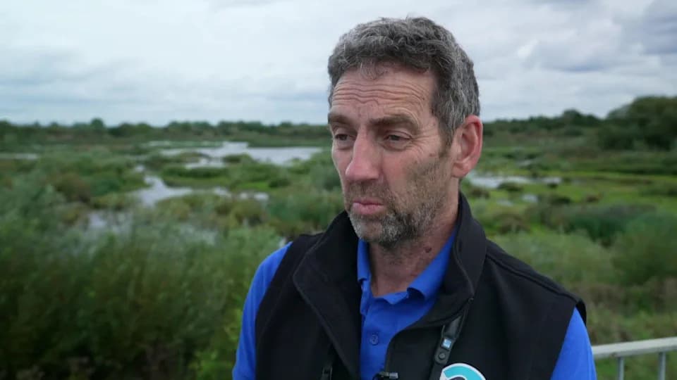Restored Cheshire Wetland Becomes Haven For Nearly Two-Thirds Of UK's Rare Black-Necked Grebes