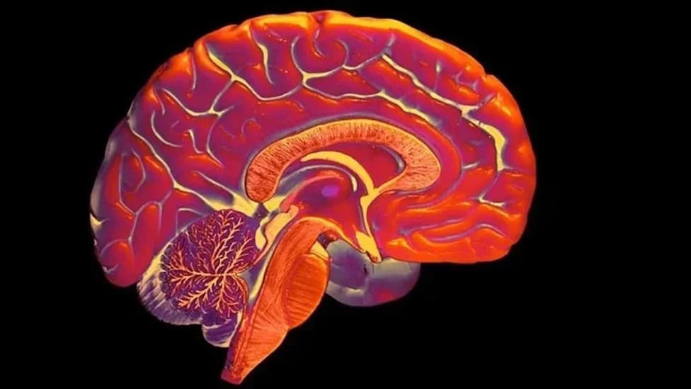 Lifelong Deafness Reorganizes Early Vision Toward the Periphery, MRI Study Finds