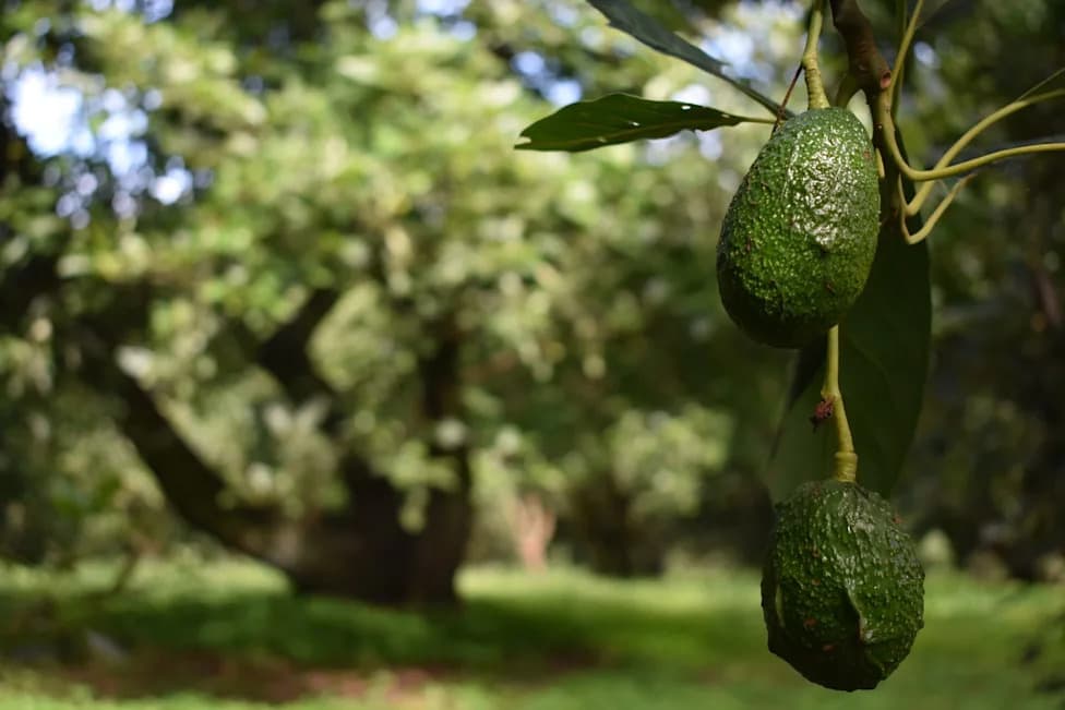 Avocado Gold: How an Export Boom Brought Prosperity — and Violence — to a Michoacán Town