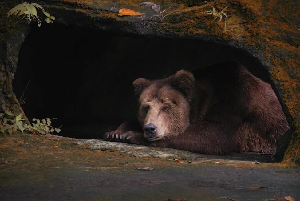 It’s Not Just The Cold: How Temperature And Daylight Shape Bear Dormancy