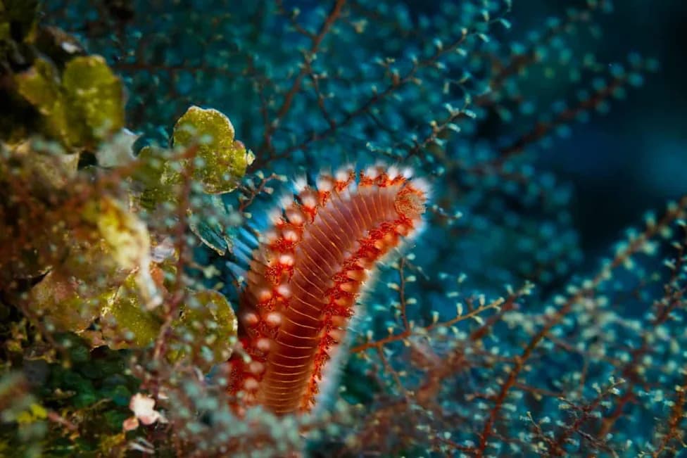 One Head, Hundreds of Branches: Ten New Branching-Worm Species Found in Century-Old Museum Sponges