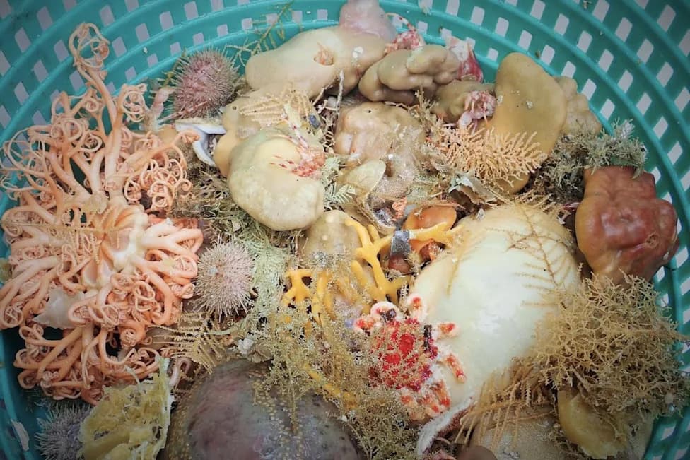 NOAA Scientists Describe Nine New Deep‑Sea Sponge Species Off Alaska