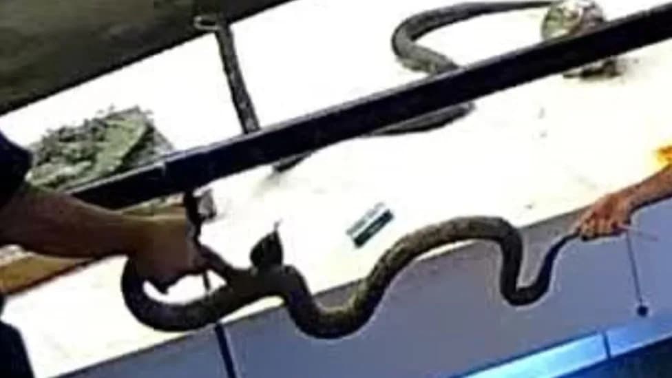 Viral Footage Shows Children Mishandling Rare Mangshan Pit Viper Specimen, Sparking Outrage