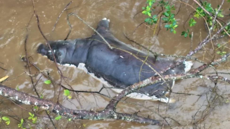 Anthrax Outbreak in Muchinga: Dozens of Wild Animals Dead, 12 People Infected After Eating Carcasses