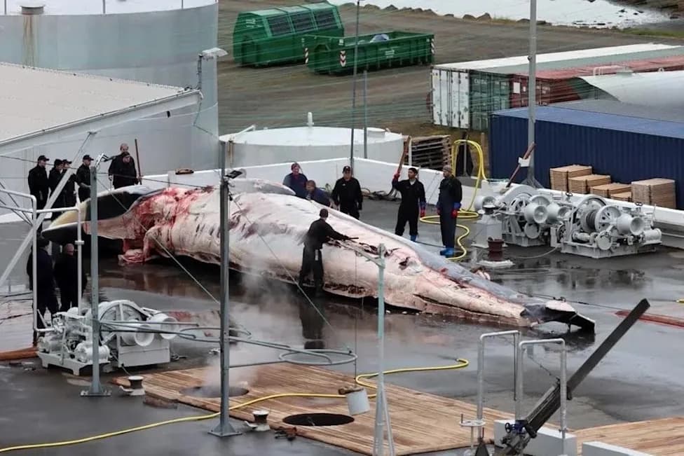Iceland Eyes Permanent Ban on Commercial Whaling After Welfare Report