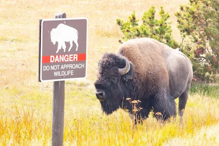Risking Injury for a Photo: Yellowstone Visitors Approach Bison to Within 15 Feet
