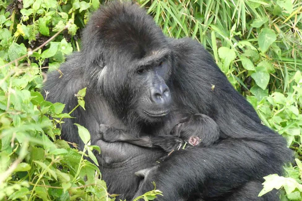 Rescued Gorilla Lulingu Becomes Mother After Rewilding — A Vital Boost For Critically Endangered Eastern Lowland Gorillas