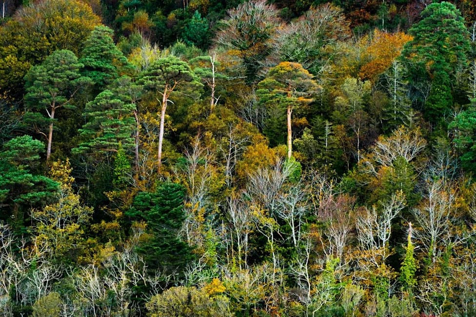 Planting Diversity: How Mixed Tree Species Shield Forests From Compound Climate Extremes