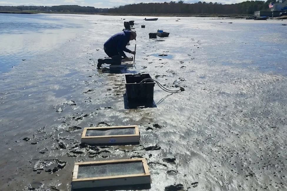 Clammers and Scientists Team Up to Solve North Shore Soft‑Shell Clam Collapse