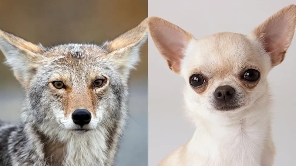Chihuahuas Carry Coyote DNA: New Study Reveals Hidden North American Ancestry