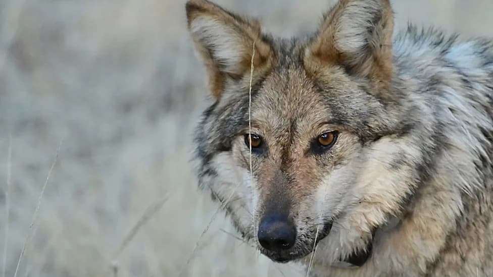Italy and Wolves: Separating Facts From Fear as Populations Rise
