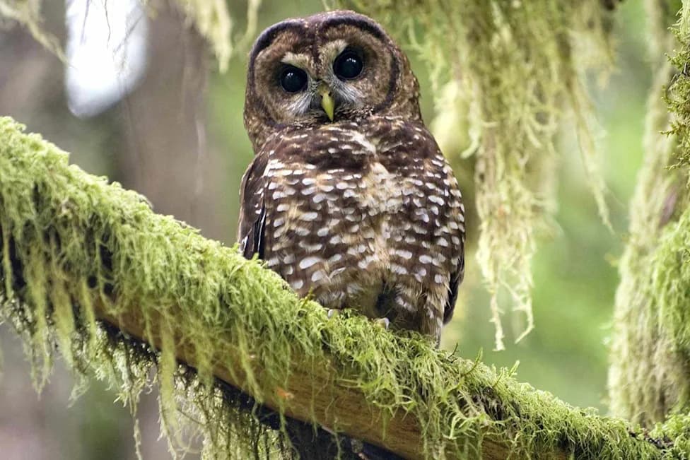 Over 1,000 Northern Spotted Owls Have Disappeared From Canada — Rescuers Race to Save the Species
