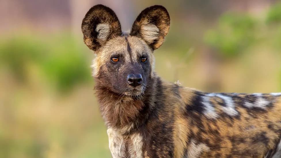 Record 2,485-Mile Trek: African Wild Dogs Cross Zambia in Search of Mates