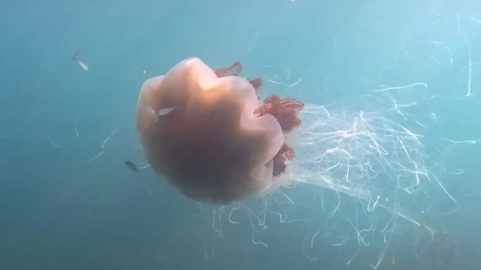Giant Lion's Mane Jellyfish With '40ft' Tentacles Filmed Off Pembrokeshire Coast