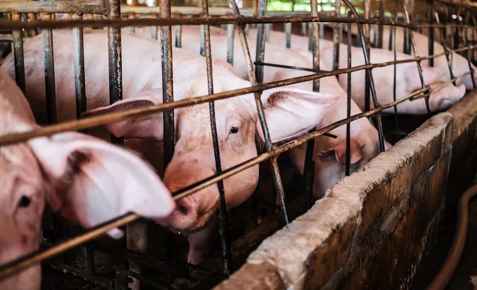 Missouri Hog Farmer Says Mandatory Checkoff Fees Are Financing Use Of Tiny Gestation Crates