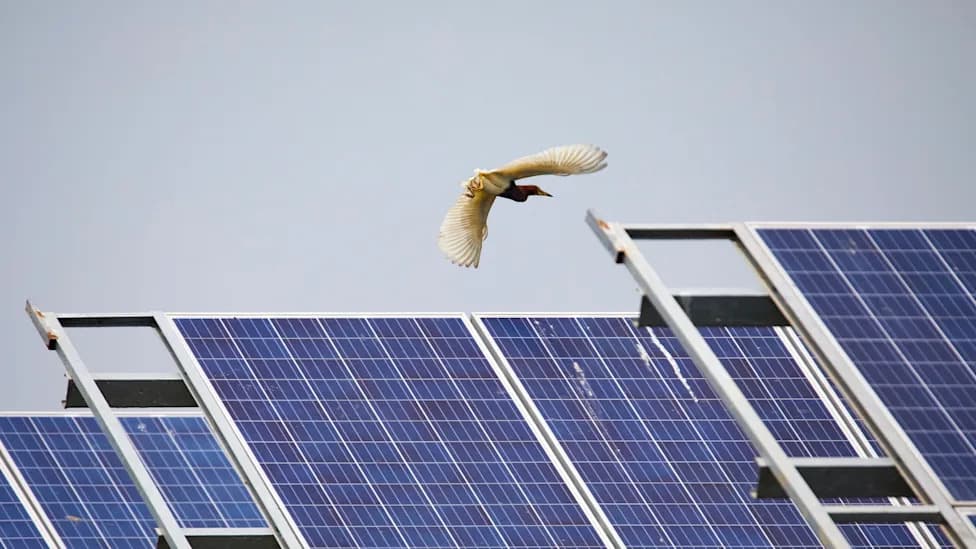 Billions Gone Wrong: Implausible Bird Counts Spark Review of China Solar Study