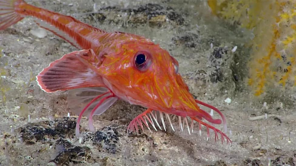Rare Footage Shows Deep‑Sea Fish 'Walking' Backwards Along Seafloor
