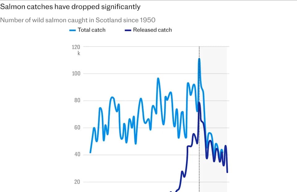 Wild Salmon Catches in England and Wales Fall to Record Low — 4,050 Landed, 42% Drop