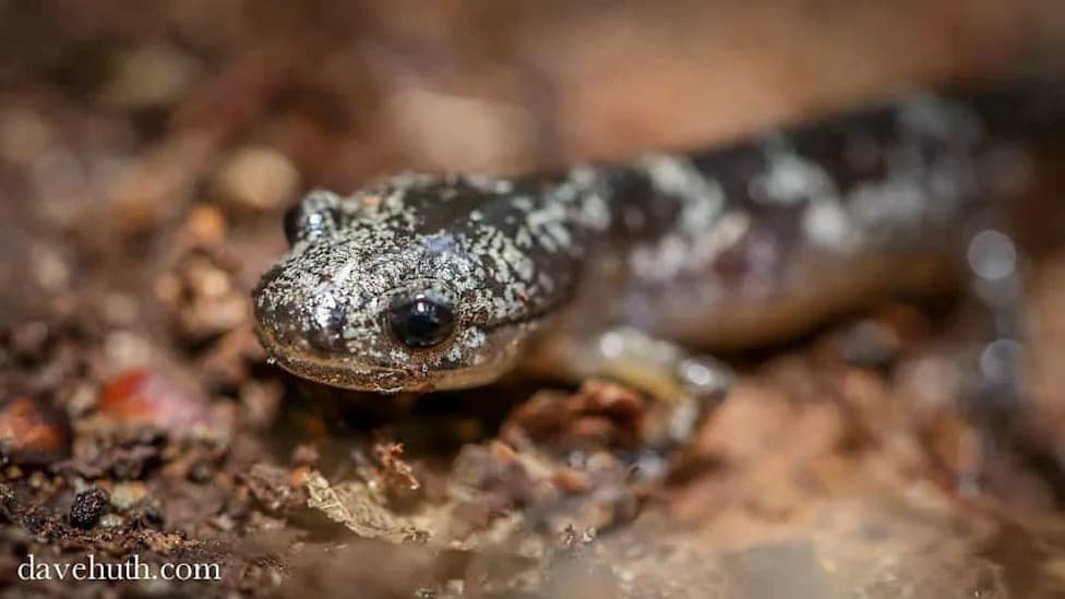 After 529 Releases, Marbled Salamanders Make a Comeback in Middlesex Fells
