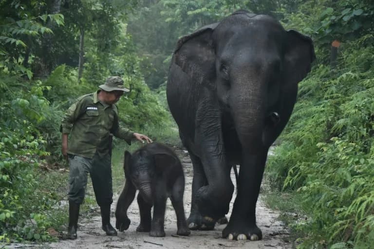 Wildfires Ravage Sumatran Elephant Habitat, Pushing Species Closer to Extinction