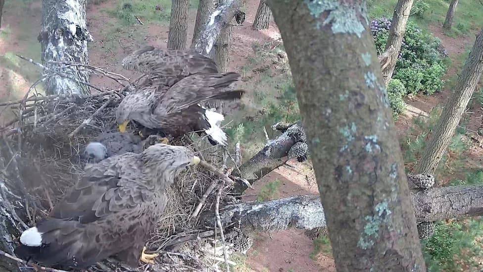 White‑Tailed Eagle Chicks Fledge in England for Fourth Consecutive Year