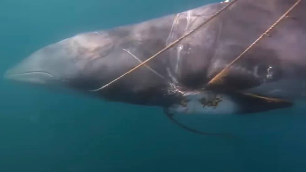 Rare 40‑Mile Chase: Rescuers Partially Free Entangled Minke Whale Off Cape Cod