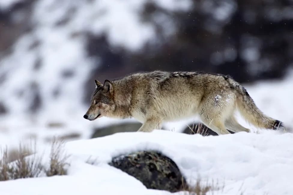 Yellowstone Matriarch 1090F May Be at Risk After Denning Outside Park as Wyoming Hunt Begins