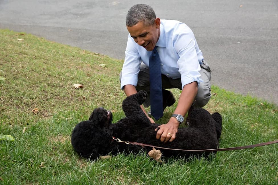 Sunny, the Obama Family Dog, Dies at 13 — Barack Obama Shares Heartfelt Tribute